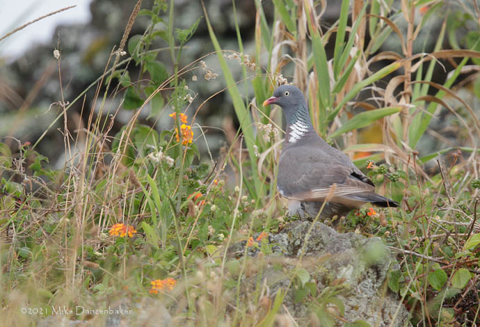 Common Wood Pigeon (Columba palumbus) photo image