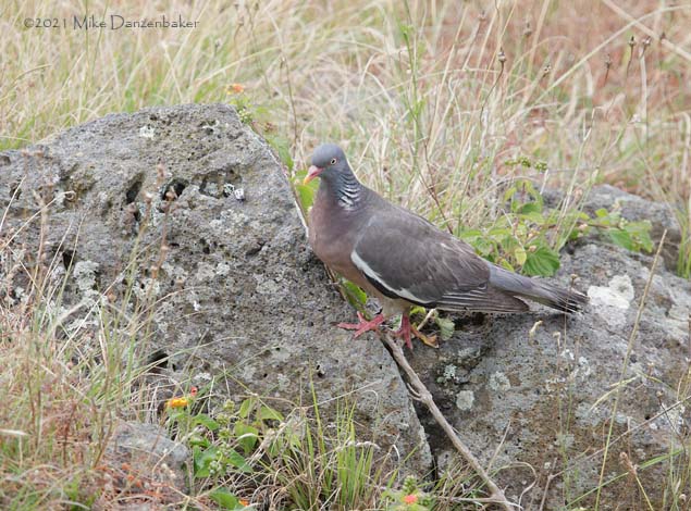 Common Wood Pigeon (Columba palumbus) photo image