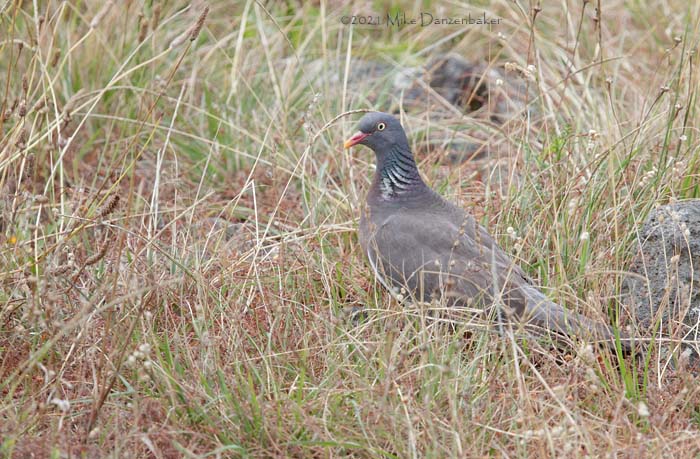 Common Wood Pigeon (Columba palumbus) photo image