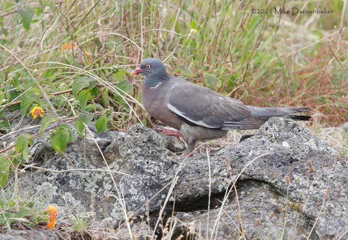 Common Wood Pigeon (Columba palumbus) photo image
