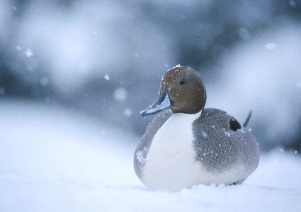 Northern Pintail (Anas acuta) photo image