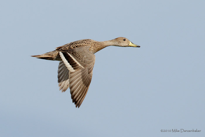 Yellow-billed Pintail (Anas georgica spinicauda) photo image