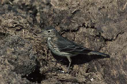 Buff-bellied Pipit (Anthus rubescens) photo image