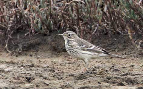 Buff-bellied Pipit (Anthus rubescens) photo image