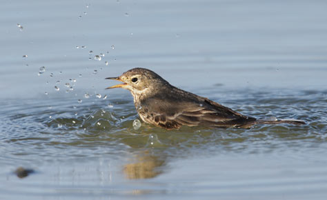 Buff-bellied Pipit (Anthus rubescens) photo image
