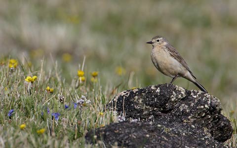 Buff-bellied Pipit (Anthus rubescens) photo image