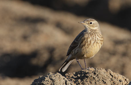 Buff-bellied Pipit (Anthus rubescens) photo image