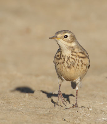 Buff-bellied Pipit (Anthus rubescens) photo image