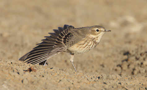 Buff-bellied Pipit (Anthus rubescens) photo image