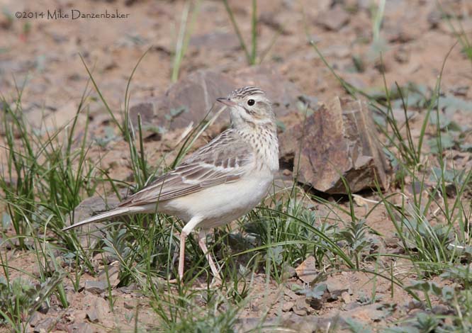 Blyth's Pipit (Anthus godlewskii) photo image
