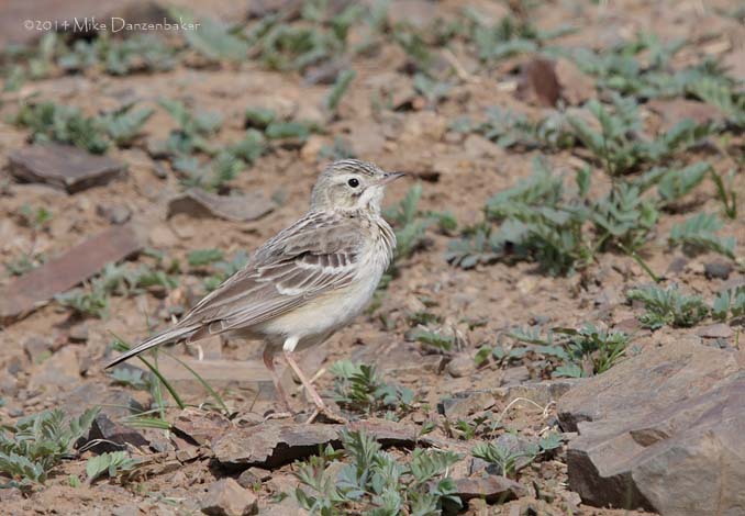 Blyth's Pipit (Anthus godlewskii) photo image