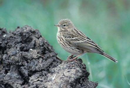 Meadow Pipit (Anthus pratensis) photo image