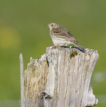 Meadow Pipit (Anthus pratensis) photo
