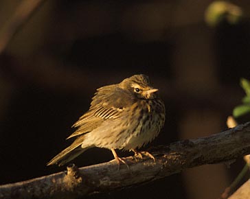 Olive-backed Pipit (Anthus hodgsoni) photo image