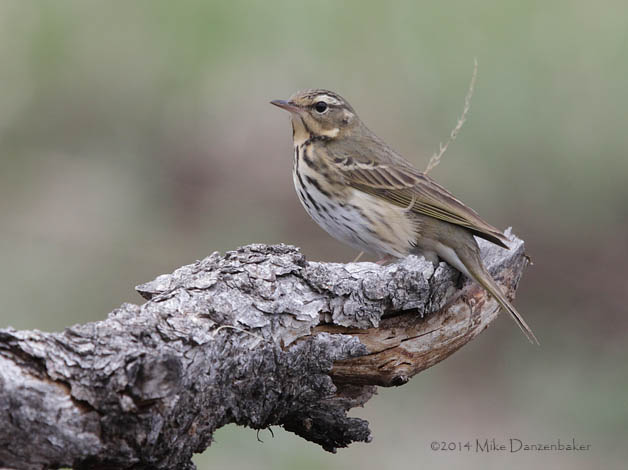 Olive-backed Pipit (Anthus hodgsoni) photo image