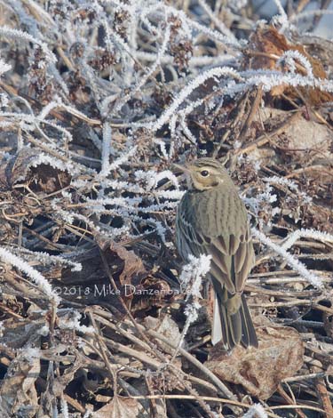 Olive-backed Pipit (Anthus hodgsoni) photo image