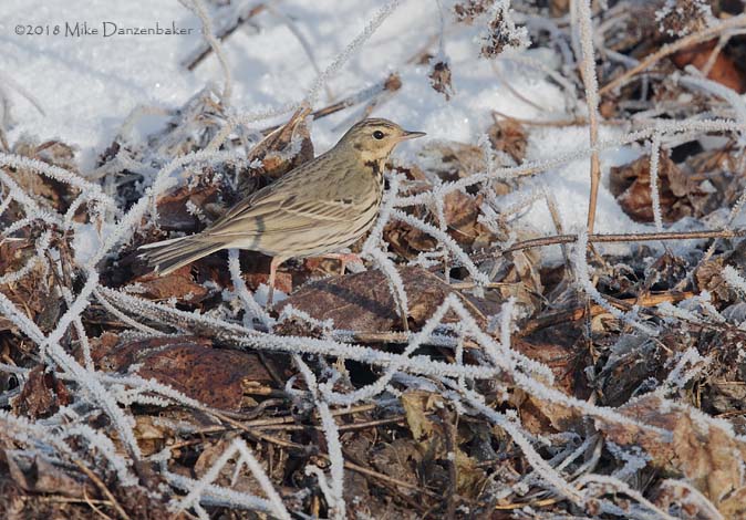Olive-backed Pipit (Anthus hodgsoni) photo image