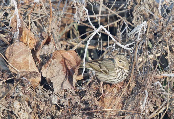 Olive-backed Pipit (Anthus hodgsoni) photo image