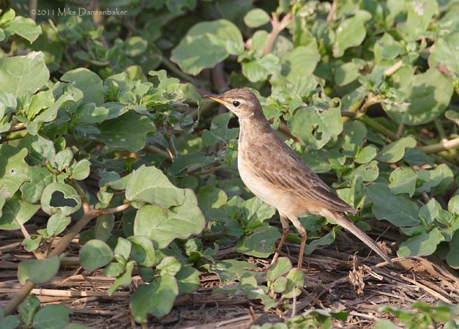 Plain-backed Pipit (Anthus leucophrys) photo image