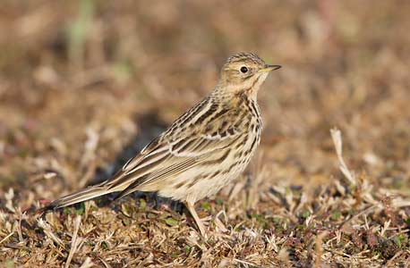Red-throated Pipit (Anthus cervinus) photo