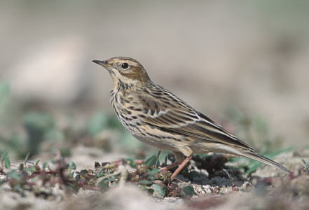 Red-throated Pipit (Anthus cervinus) photo image