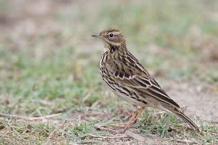 Red-throated Pipit (Anthus cervinus) photo image