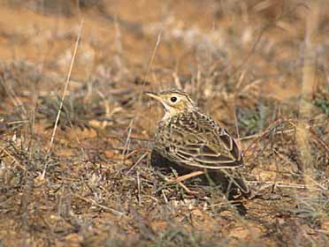 Sprague's Pipit (Anthus spragueii) photo image