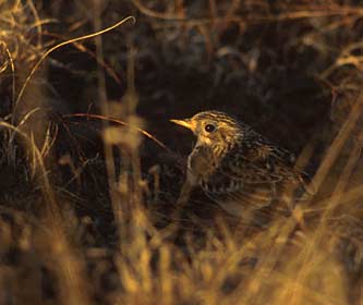 Sprague's Pipit (Anthus spragueii) photo image
