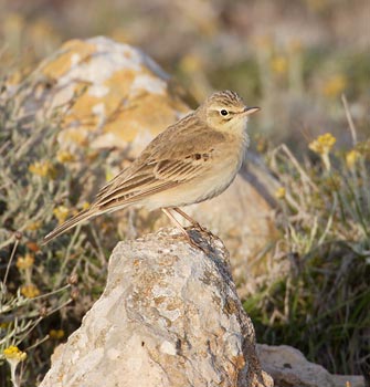 Tawny Pipit (Anthus campestris) photo image
