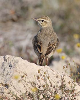 Tawny Pipit (Anthus campestris) photo image