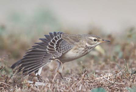Water Pipit (Anthus spinoletta) photo image