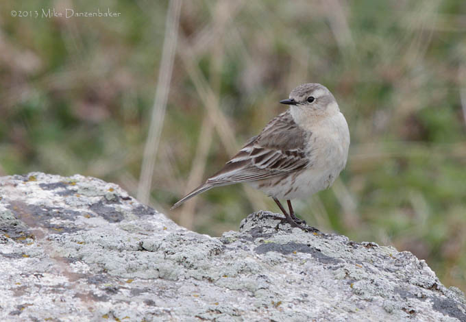 Water Pipit (Anthus spinoletta) photo image