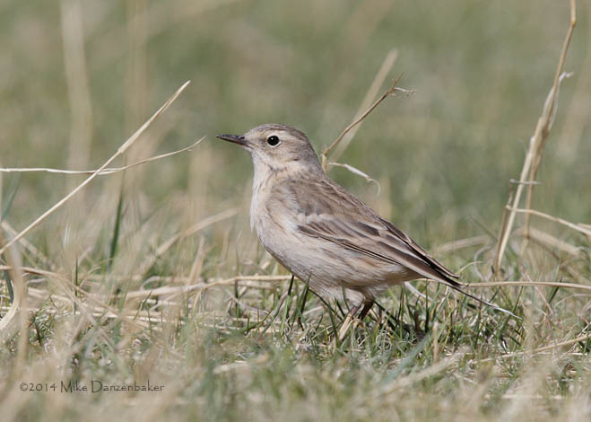 Water Pipit (Anthus spinoletta) photo image