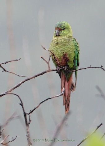 Austral Parakeet (Enicognathus ferrugineus) photo image
