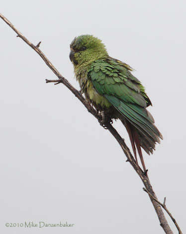 Austral Parakeet (Enicognathus ferrugineus) photo image