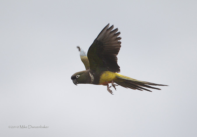 Burrowing Parrot (Cyanoliseus patagonus) photo image