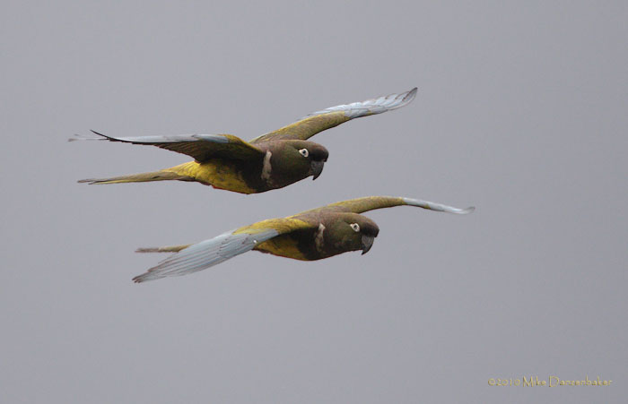 Burrowing Parrot (Cyanoliseus patagonus) photo image