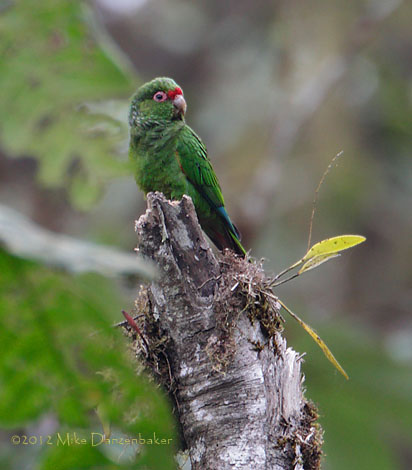 El Oro Parakeet (Pyrrhura orcesi) photo image