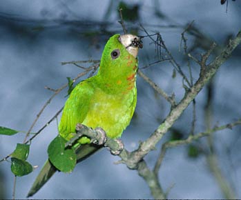 Green Parakeet (Aratinga holochlora) photo image
