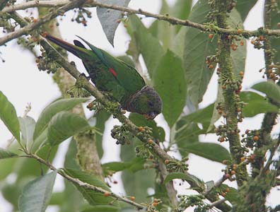 Maroon-tailed Parakeet (Pyrrhura melanura) photo image