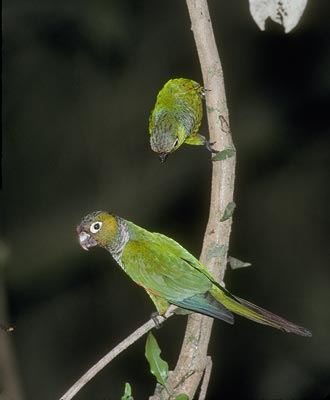 Maroon-tailed Parakeet (Pyrrhura melanura) photo image