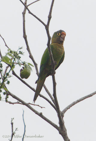 Orange-fronted Parakeet (Aratinga canicularis) photo image