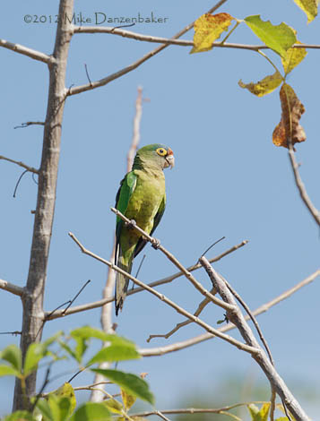 Orange-fronted Parakeet (Aratinga canicularis) photo image
