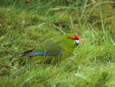 Red-crowned Parakeet (Cyanoramphus novaezelandiae) photo image
