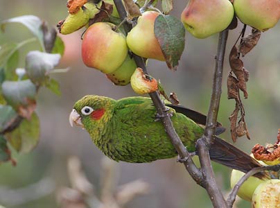 Sulphur-winged Parakeet (Pyrrhura hoffmanni) photo image