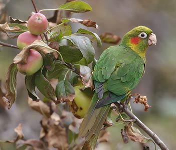 Sulphur-winged Parakeet (Pyrrhura hoffmanni) photo image