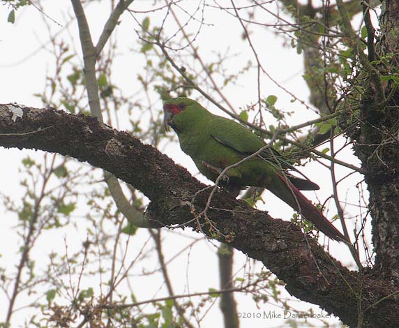 Slender-billed Parakeet (Enicognathus leptorhynchus) photo image