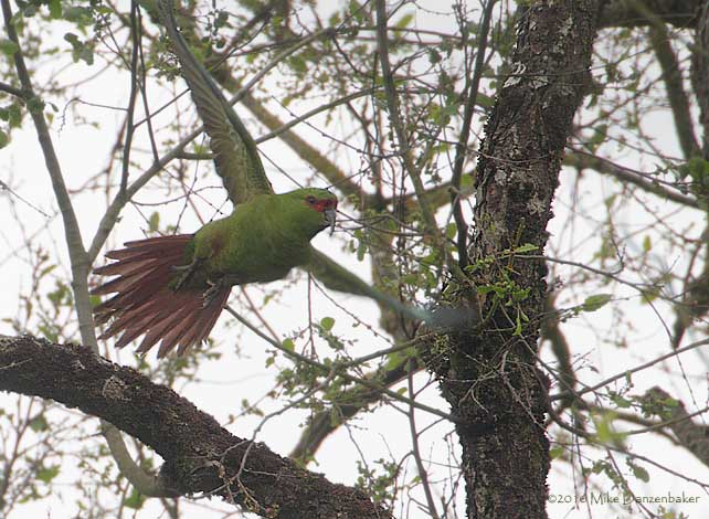 Slender-billed Parakeet (Enicognathus leptorhynchus) photo image