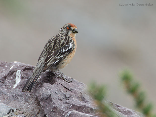 Rufous-tailed Plantcutter (Phytotoma rara) photo