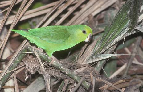 Dusky-billed Parrotlet (Forpus modestus) photo image